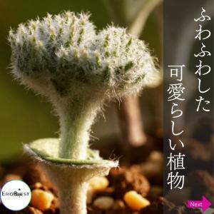 エリオスペルマム ドレゲイ Eriosperm...の詳細画像1