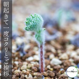 エリオスペルマム ドレゲイ Eriosperm...の詳細画像2