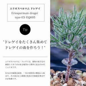 エリオスペルマム ドレゲイ Eriosperm...の詳細画像3