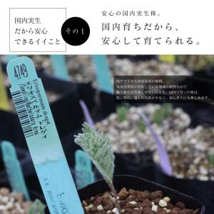 エリオスペルマム ドレゲイ Eriosperm...の詳細画像4
