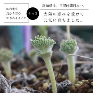 エリオスペルマム ドレゲイ Eriosperm...の詳細画像5