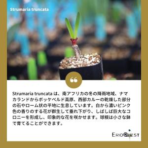 ストルマリア トルンカータ トゥルンカータ S...の詳細画像4