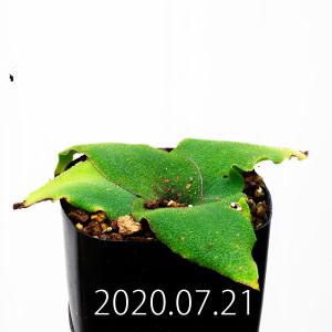 レデボウリア オヴァティフローラ スカブリダ 変種 Ledebouria ovatiflora var. scabrida EQ777｜erioquest