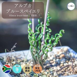 アルブカ ブルースベイエリ Albuca bru...の商品画像