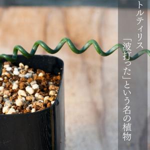 アルブカ ブルースベイエリ Albuca br...の詳細画像1