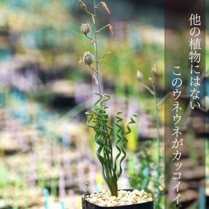 アルブカ ブルースベイエリ Albuca br...の詳細画像2