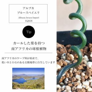 アルブカ ブルースベイエリ Albuca br...の詳細画像3