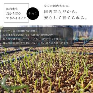 アルブカ ブルースベイエリ Albuca br...の詳細画像4