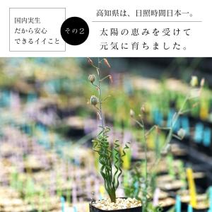 アルブカ ブルースベイエリ Albuca br...の詳細画像5
