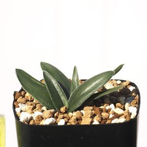 オーニソガラム球根の商品一覧 通販 Yahoo ショッピング