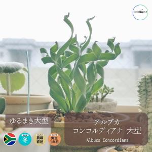 アルブカ コンコルディアナ 大型 Albuca ...の商品画像