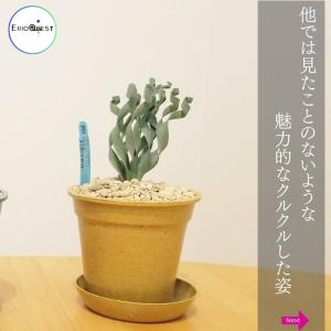 アルブカ コンコルディアナ 大型 Albuca...の詳細画像1