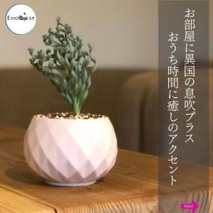 アルブカ コンコルディアナ 大型 Albuca...の詳細画像2