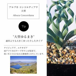 アルブカ コンコルディアナ 大型 Albuca...の詳細画像3