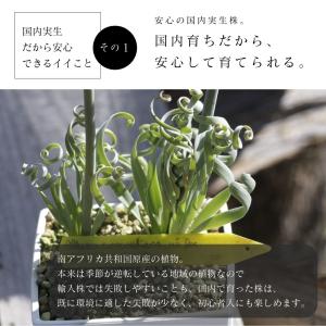 アルブカ コンコルディアナ 大型 Albuca...の詳細画像4
