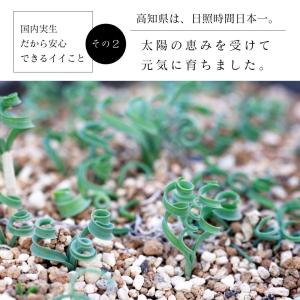 アルブカ コンコルディアナ 大型 Albuca...の詳細画像5