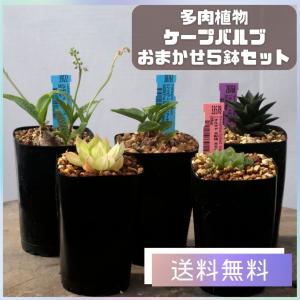 多肉 ケープバルブ おまかせ 5鉢 セットの商品画像