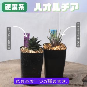 多肉 ケープバルブ おまかせ 5鉢 セットの詳細画像1