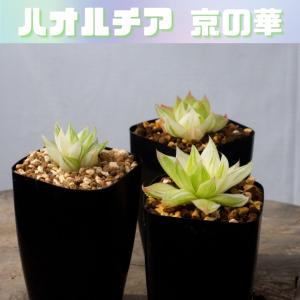 多肉 ケープバルブ おまかせ 5鉢 セットの詳細画像2
