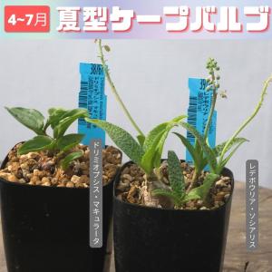 多肉 ケープバルブ おまかせ 5鉢 セットの詳細画像3