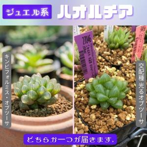 多肉 ケープバルブ おまかせ 5鉢 セットの詳細画像4