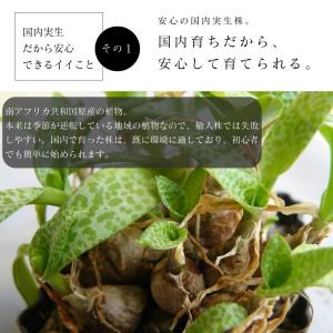 多肉 ケープバルブ おまかせ 5鉢 セットの詳細画像5