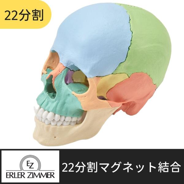 Erler Zimmer (エルラージマー) ２２分割頭蓋骨模型 マグネット結合 解剖学 オステオパ...