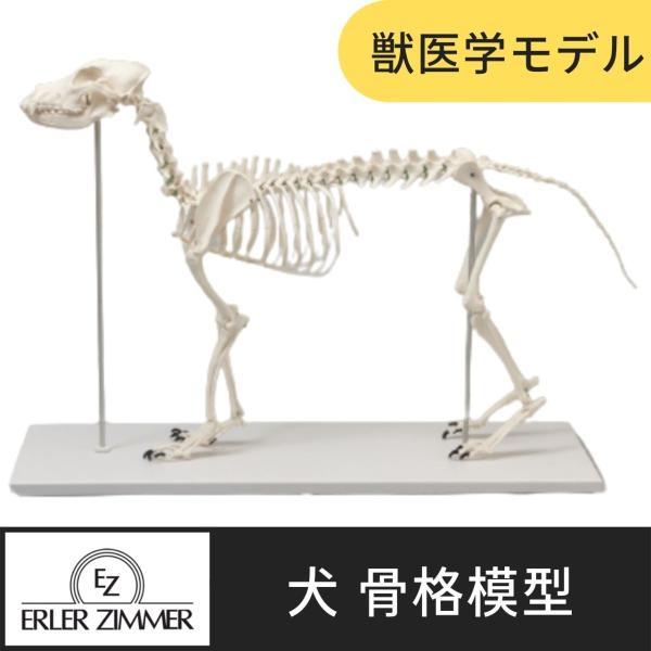 Erler Zimmer (エルラージマー) 犬骨格模型 標本 骨格 関節可動 実物大 獣医学 動物...