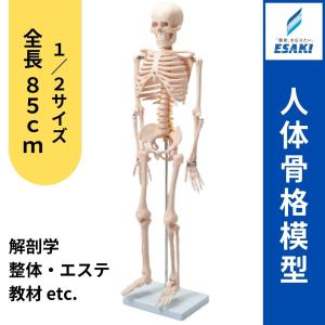 KIYOMARU リアルで再現性の高い1/2サイズの全身骨格模型 人体模型 骨