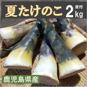 夏たけのこ 皮付き2kg 国産たけのこを産地直送！