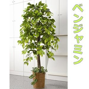 《クーポン配布中》人工観葉植物 ベンジャミン 大型観葉植物 店舗用 リビングにもお勧め 観葉植物 今なら竹製鉢カバー付｜este