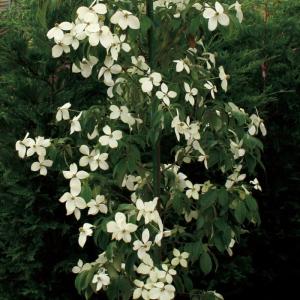 ヤマボウシ(山法師)・ホンコンエンシス 常緑 紅葉 食用可 果実