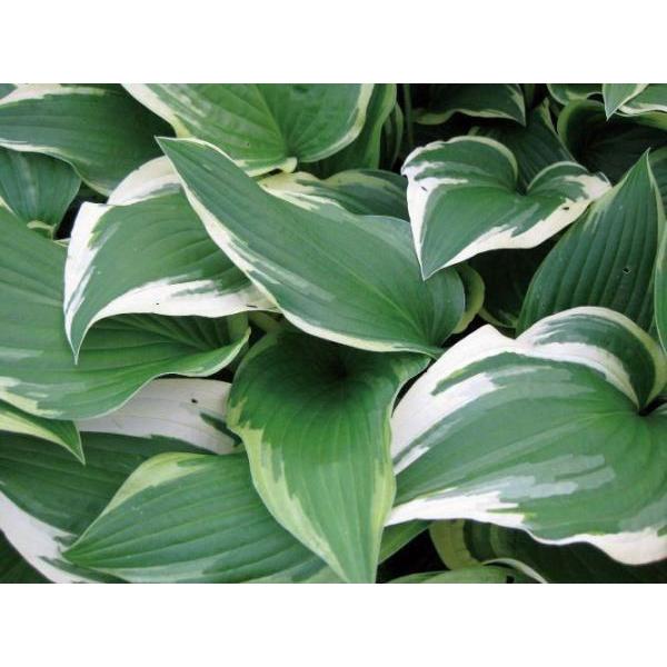 ギボウシ（擬宝珠）ホスタ・パトリオット（大株） 外斑入り 植木 庭木 多年草