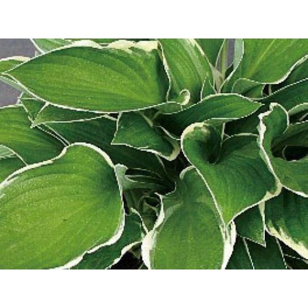 ギボウシ（擬宝珠）ホスタ・ノースヒルズ（大株） 外斑入り 植木 庭木 多年草