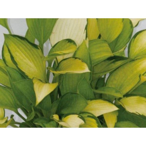 ギボウシ（擬宝珠）ホスタ・ゴールデンスタンダード（大株） 外斑入り 植木 庭木 多年草