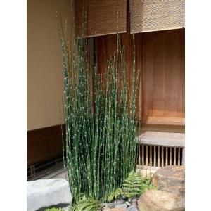 高野槇（コウヤマキ）No.06/2本1組/70cm前後こうやまき : コウヤマキ