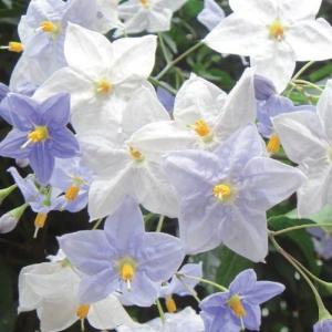 白花 常緑低木の商品一覧 通販 Yahoo ショッピング