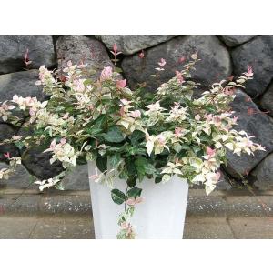 ハツユキカズラの商品一覧 通販 Yahoo ショッピング