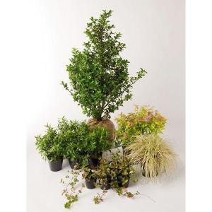 ナテュラル 半日陰 セットアップガーデン 植木 苗 庭木 セット商品