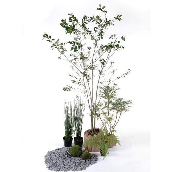 モダン 日なた セットアップガーデン 植木 苗 庭木 セット商品