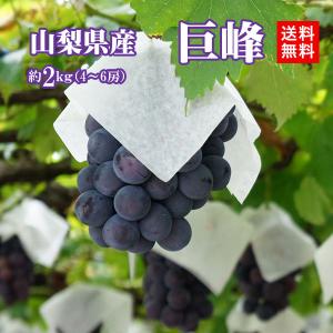 【Kei ♡】藤稔の粒　箱込2kg弱 8/23〜発送】山梨県産 藤稔(ふじみのり) 2kg 3〜4房 種なし 大粒 贈答