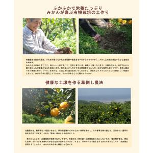 佐賀県 鹿島市 有機みかん佐藤農場有機プラット...の詳細画像5