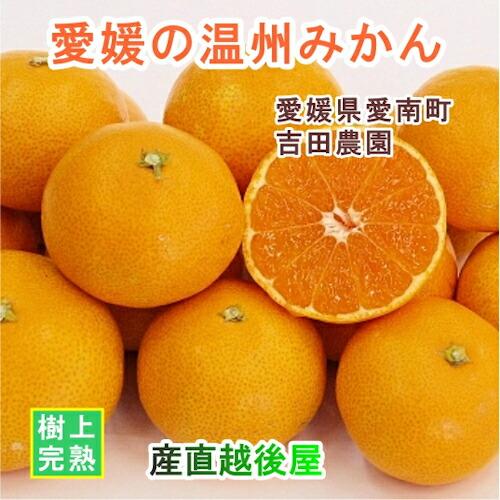 愛媛県 愛南町 みかん果樹園 吉田農園 樹上完熟栽培 愛媛みかん 10kg B級品 採りたてを農園か...