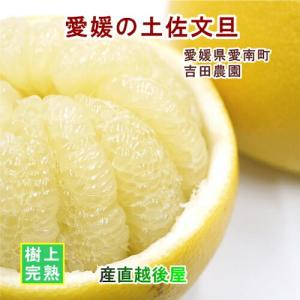 愛媛県 愛南町 みかん果樹園 吉田農園 樹上完熟栽培 吉田の土佐文旦 4kgＢ級品 採りたてを農園から産地直送 送料無料【ミカン 果実 ギフト グルメ】