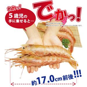 海鮮バーベキュー 赤エビ 5尾 ホタテ 殻付 ...の詳細画像4