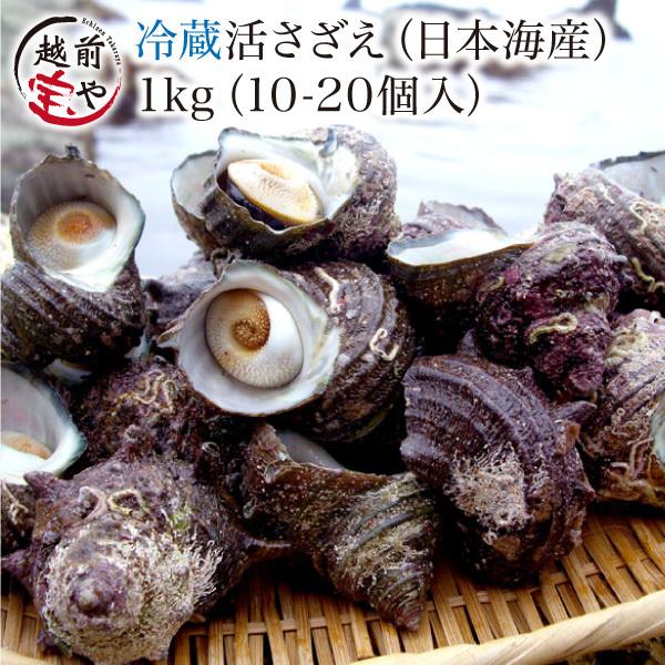 活 サザエ 1.0kg (天然 日本海産) セット (活 さざえ 栄螺 ) 海鮮セット バーベキュー...