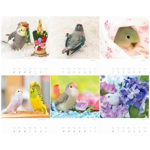 カレンダー2026 かわいんこ インコと小鳥の...の詳細画像1