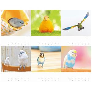 カレンダー2026 かわいんこ インコと小鳥の...の詳細画像2