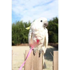 鳥用 ハーネス AVIATOR L