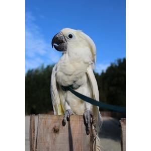 鳥用 ハーネス AVIATOR M